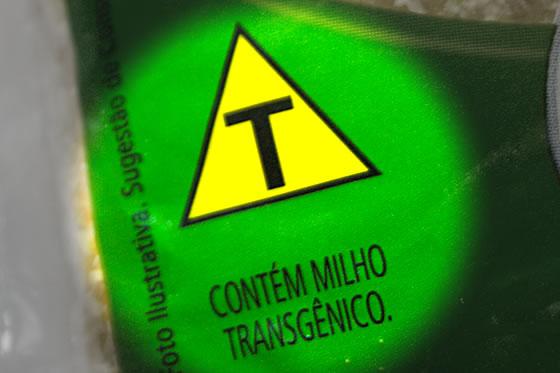milho_transgênico